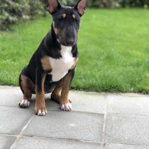 Mika, de Bull Terri&euml;r