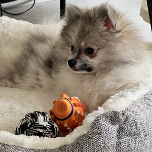 Mila, de Dwergkees / Keeshond / Pomeriaan