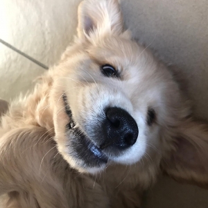 Mila, de Golden Retriever