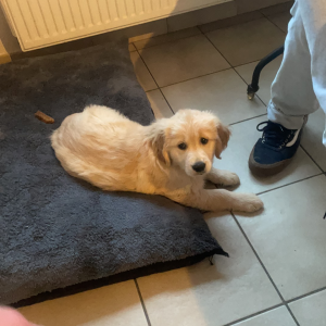 Mila, de Golden Retriever