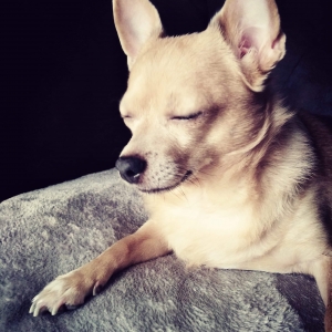 Milo, de Zeer leuke kruisingen