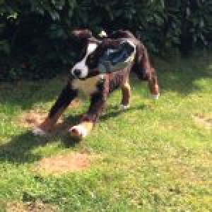 Milow, de Berner Sennen