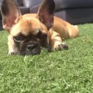 Mina, de Franse Bulldog