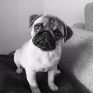 Miro, onze mopshond
