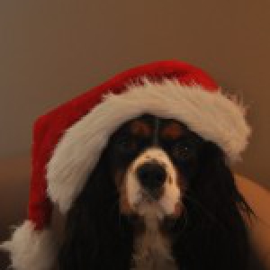 Mito, de Cavalier King Charles