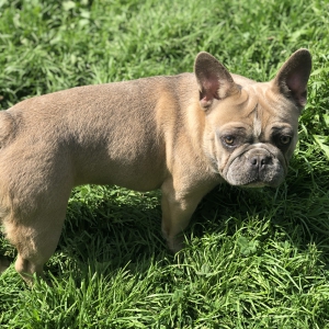 Mo&euml;t, de Franse Bulldog