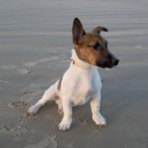 Moka, de Jack Russel