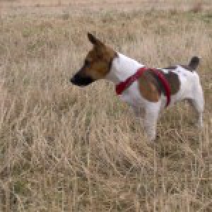 Moka, de Jack Russel