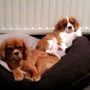 Molly, de Cavalier King Charles