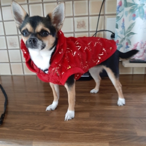 Molly, de chihuahua