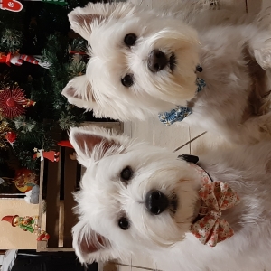 MOLLY et PATTY, de West Highland White Terrier (Westie)