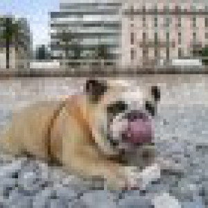 Mon Bouledogue Anglais2