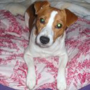 Mon Jack Russel Végas