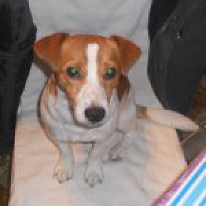 Mon Jack Russel Végas