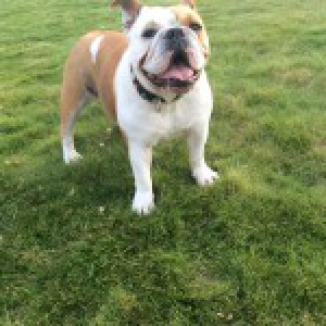 Mona, de Engelse Bulldog