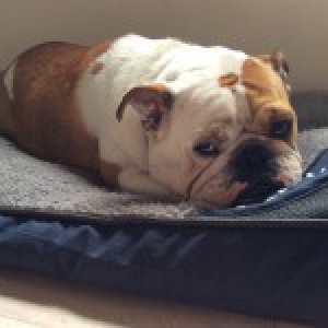 Mona, de Engelse Bulldog