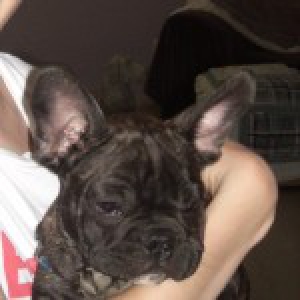Mormel, de Franse Bulldog