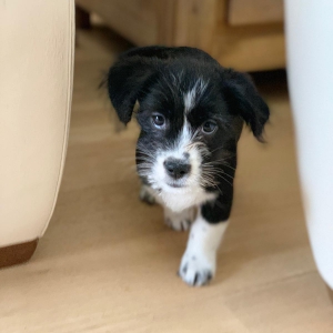 moustache, de Zeer leuke kruisingen