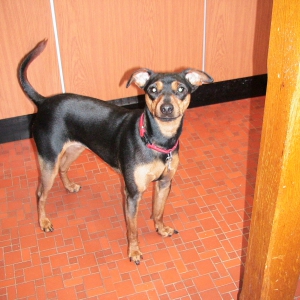 Nadia, le Pinscher