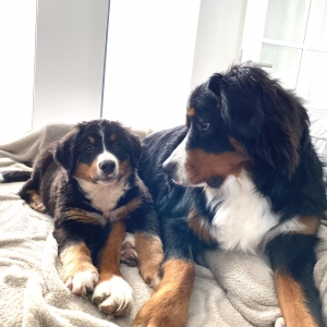 Na&iuml;ka et Rosie, de Bouvier Bernois