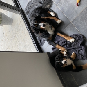 Na&iuml;ka et Rosie, de Bouvier Bernois