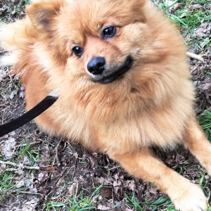 Nala, de Dwergkees / Keeshond / Pomeriaan