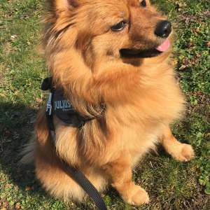 Nala, de Dwergkees / Keeshond / Pomeriaan