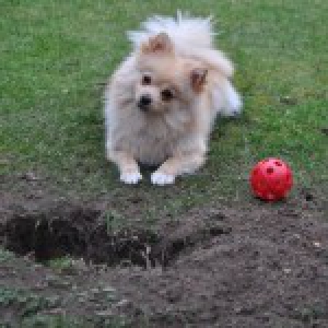 Nala, de dwergkees