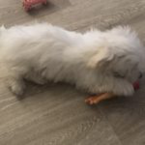 Nala, le Bichon Maltais