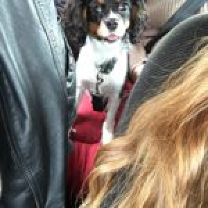 Nala, le Cavalier King Charles2