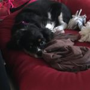 Nala, le Cavalier King Charles3