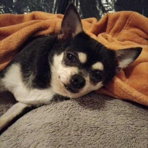 Nanette, de Chihuahua