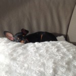 Nanou, de dwergpinscher