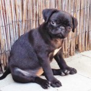 Nanou, de Mopshond