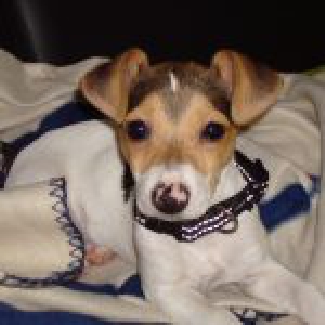 Nestor, de Jack Russell
