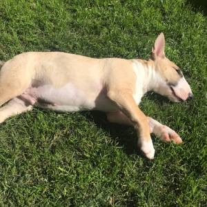 Nexus, le Bull Terrier