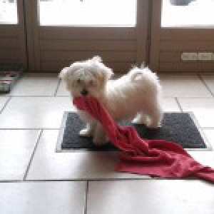 Nina, le Bichon Maltais