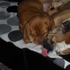 Nina & Tania, le Dogue de Bordeaux et le Bouledogue Anglais