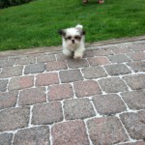 Noki, de Shih Tzu