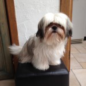 Noki, de Shih Tzu