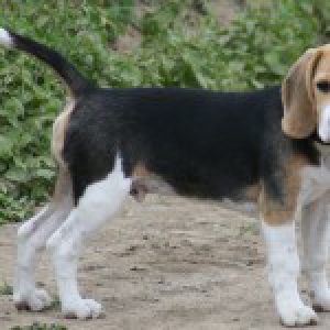 Notre Beagle Anatole