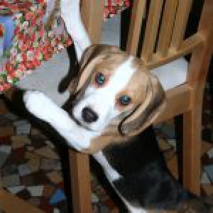 Notre Beagle Flanelle