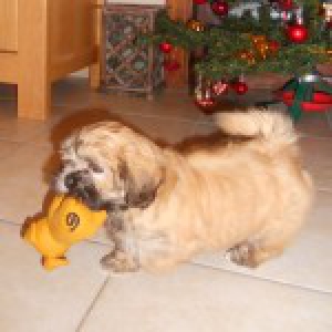 Notre Lhassa Apso