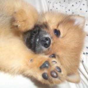 Notre Spitz Nain Ange