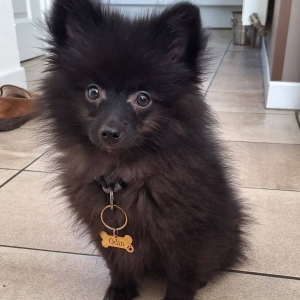 Odin, de Dwergkees / Keeshond / Pomeriaan