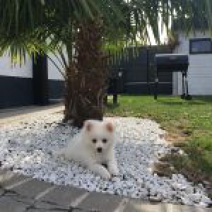 Olye, le Spitz Nain