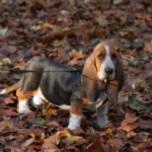 Onze Basset Hound