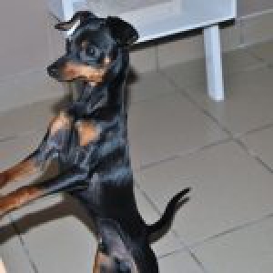 Onze Pinscher