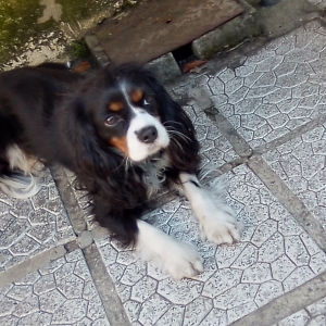 Orchid&eacute;e, de Cavalier King Charles Epagneul