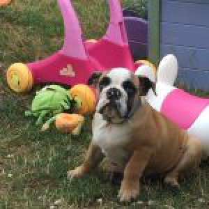 Oscar, le Bouledogue Anglais